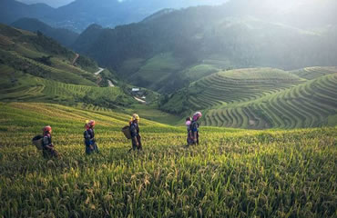 Ethnic tribe walking in Rice Farming Plantation